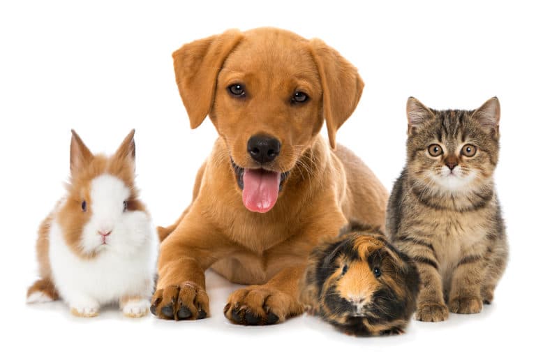 A rabbit, a dog, and a cat